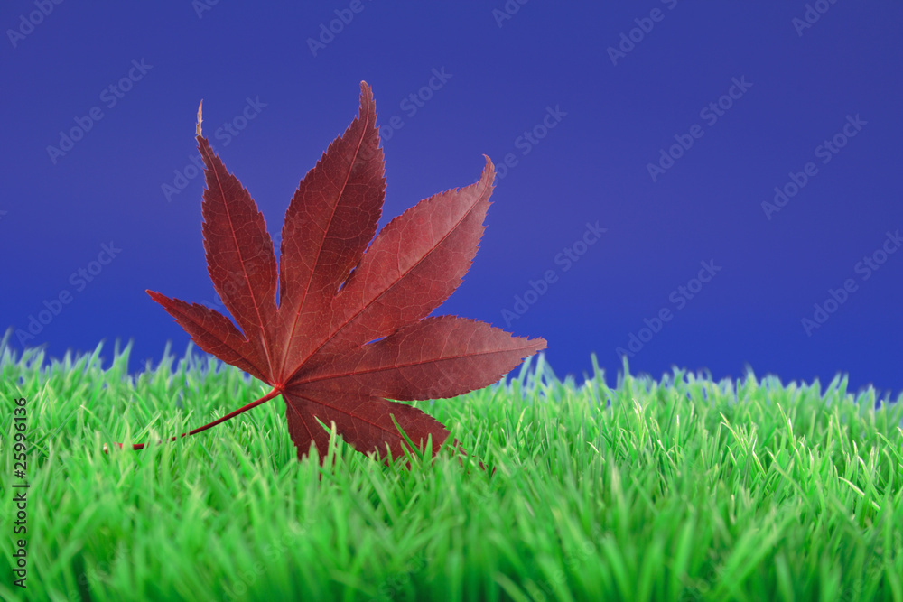 herbstblatt in wiese