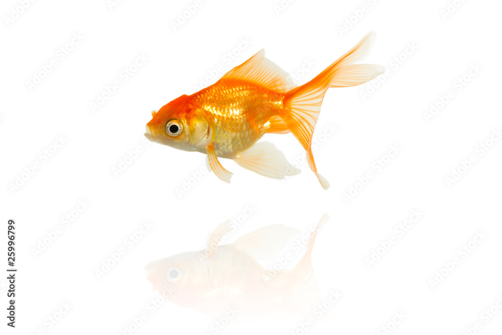 Fototapeta premium gold fish