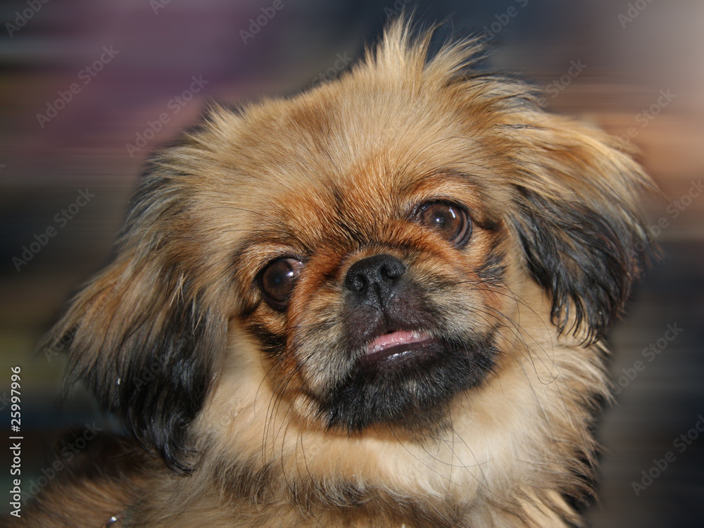 Pekinese Hund Stock Photo | Adobe Stock