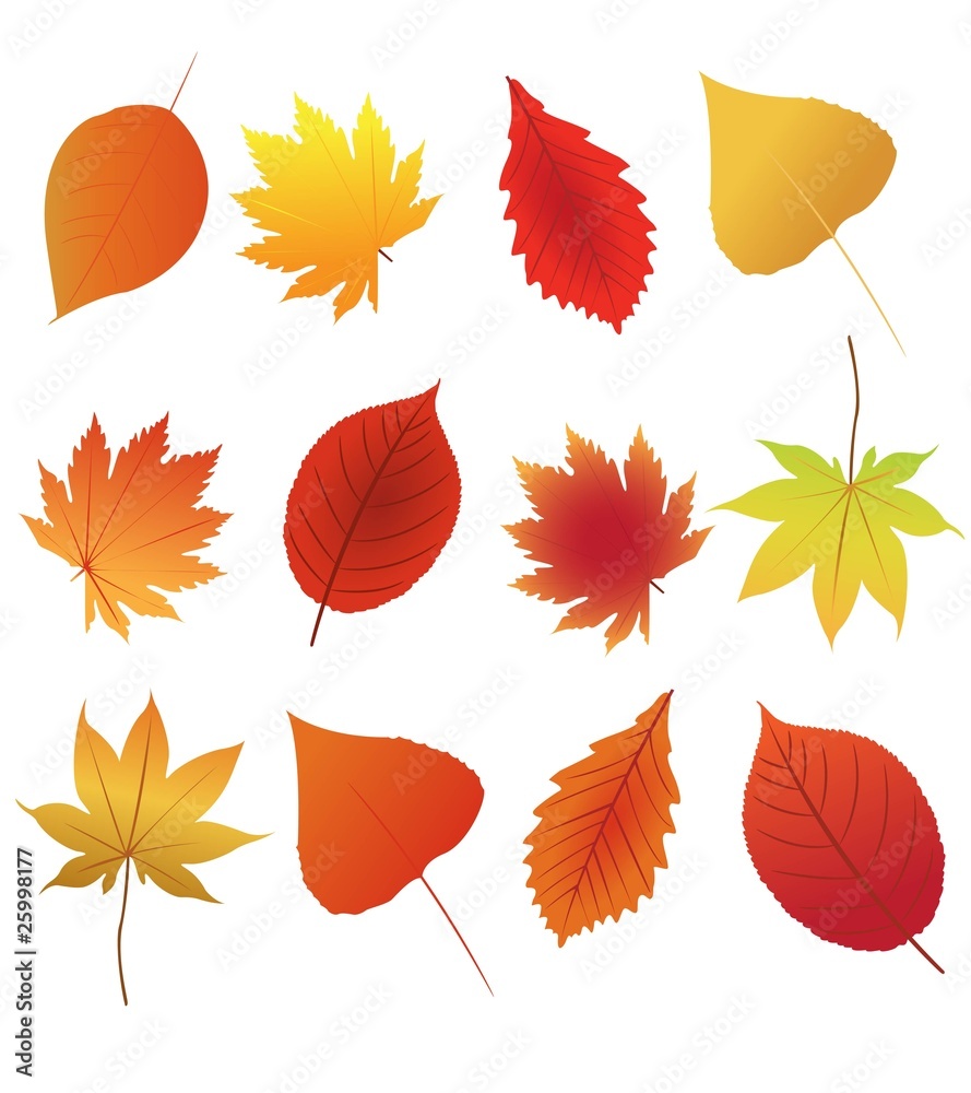 Obraz premium autumn leaves