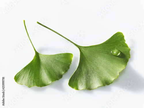 Ginkgo