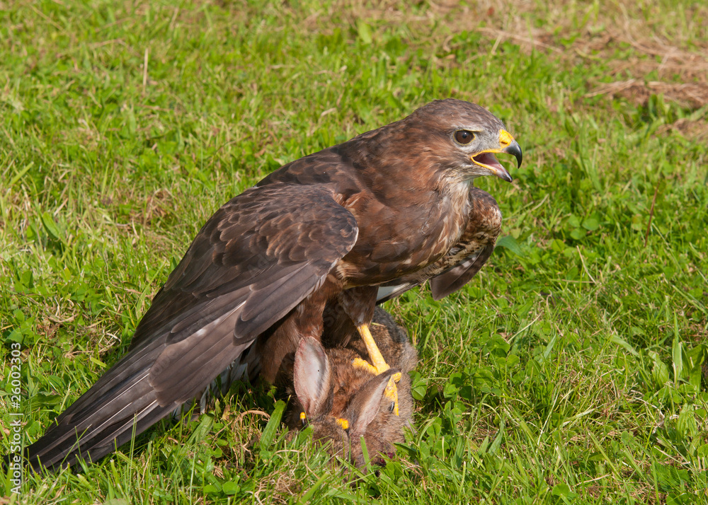 Buzzard and Prey Buzzard and Prey