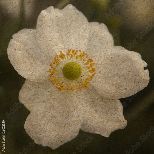Tableau sur toile card with flower