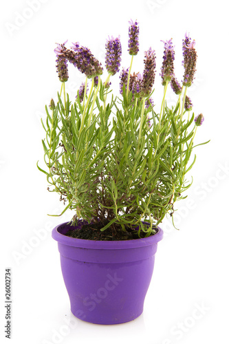 Lavender Stoechas