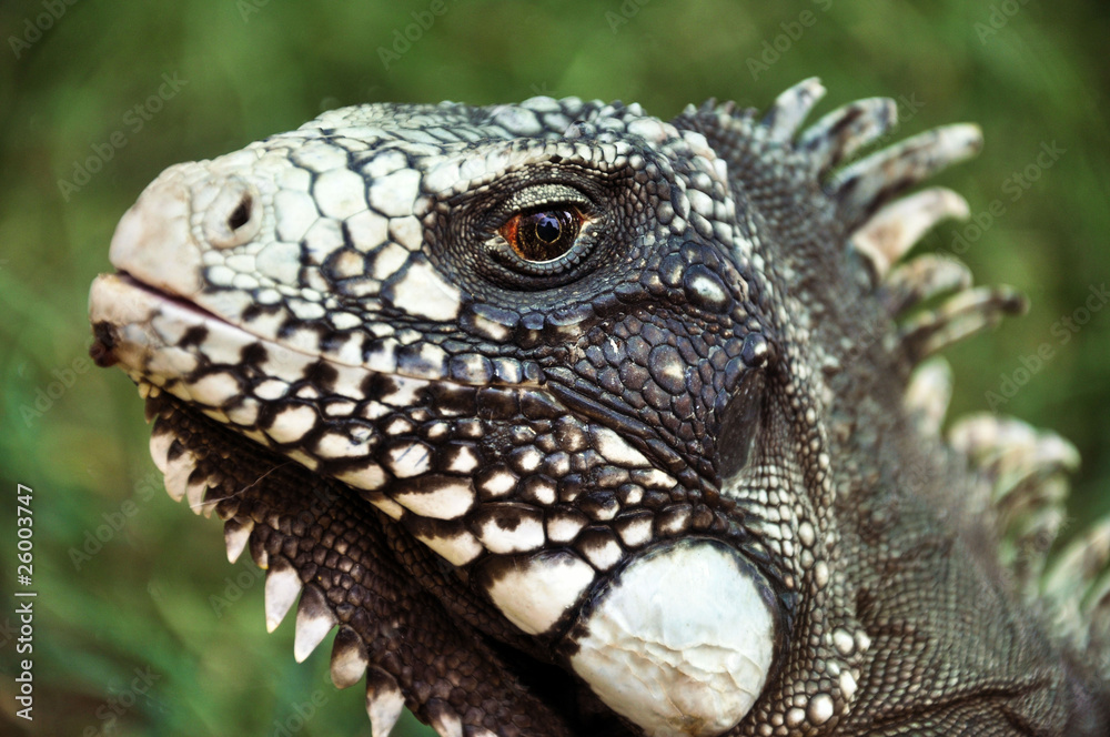 Iguana Iguana
