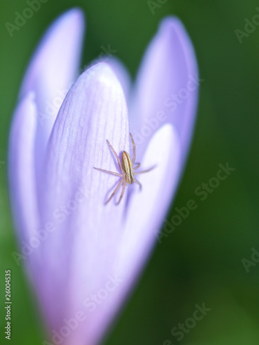 Spinne auf Herbstzeitlose photo