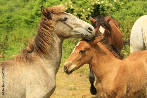 dos potros en el campo