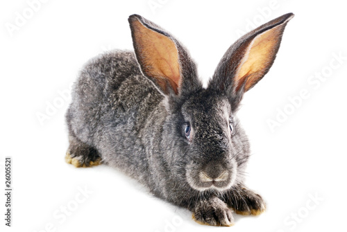 Gray bunny rabbit