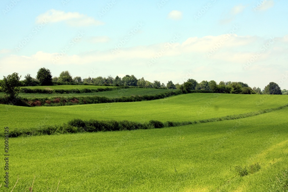 Green meadow in Roztocze in Poland