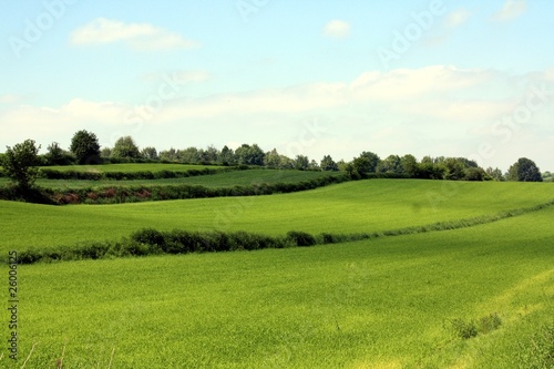 Green meadow in Roztocze in Poland