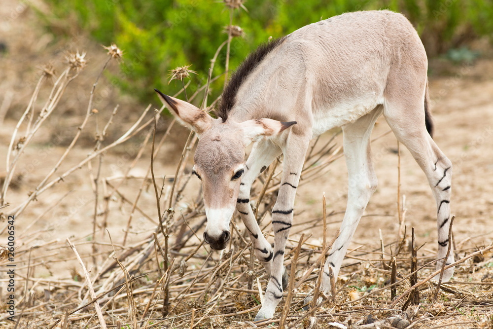 Εκτύπωση καμβά Jackass baby eating branch