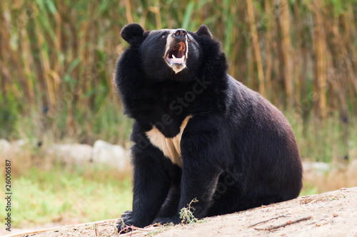 фотографія Tibetan bear howling