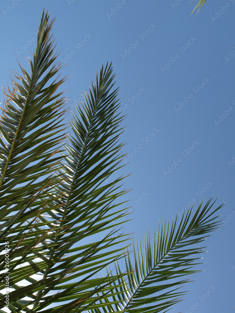 palmwedel1 palmwedel1
