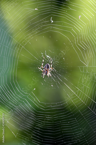 Spinne Netz 210910