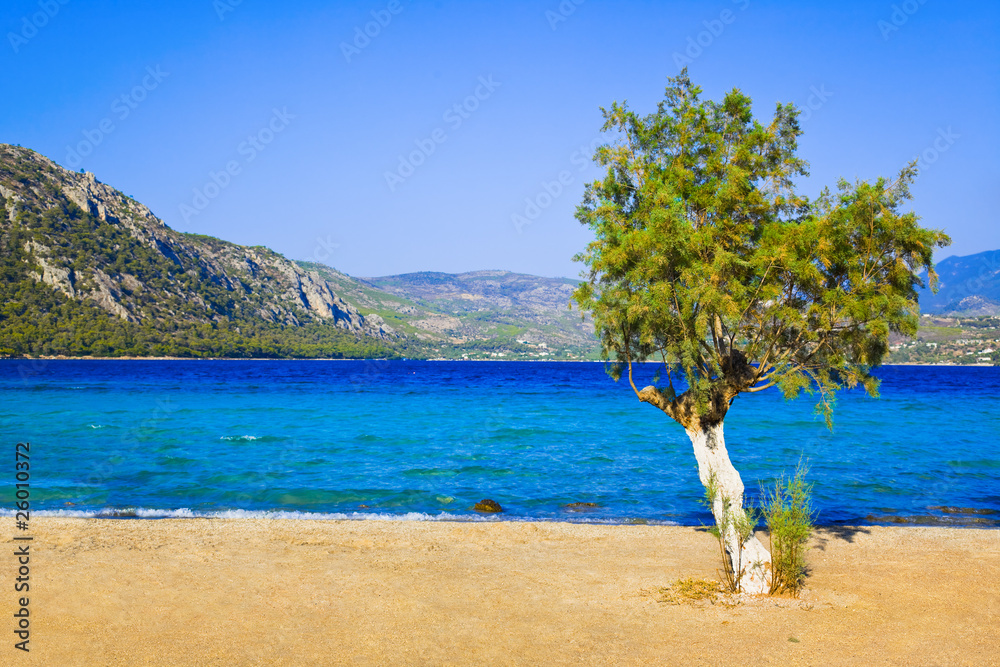Tree on beach in Greece