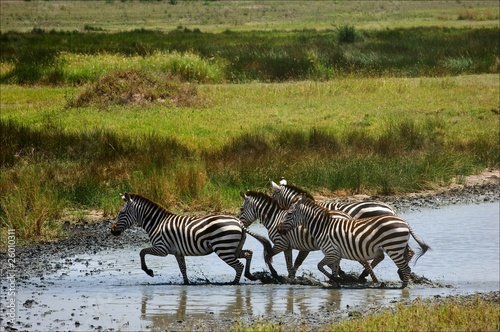 Zebras go on water.