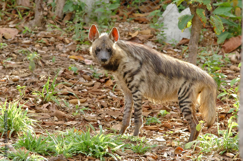 striped hyena