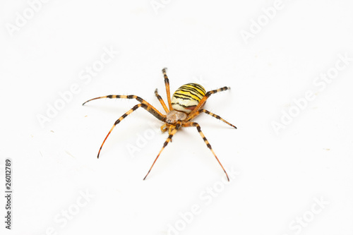 Foto araignée