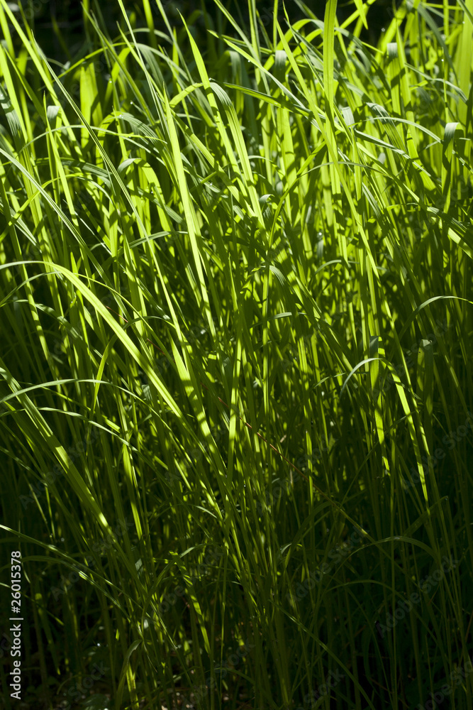 Grass Green Grass Green