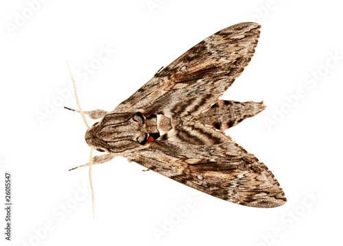 Fotografie Night butterfly