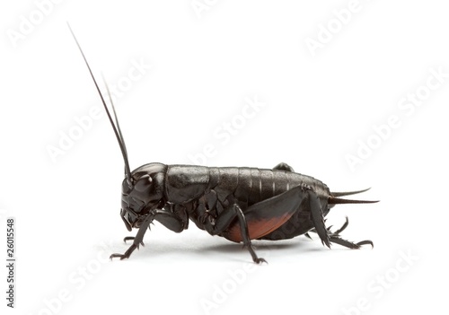 Black cricket