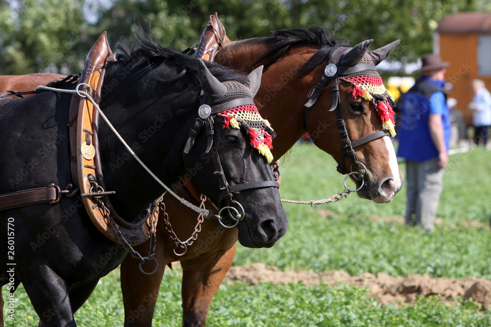 Gespann mit Haflinger-Mischlingen Gespann mit Haflinger-Mischlingen
