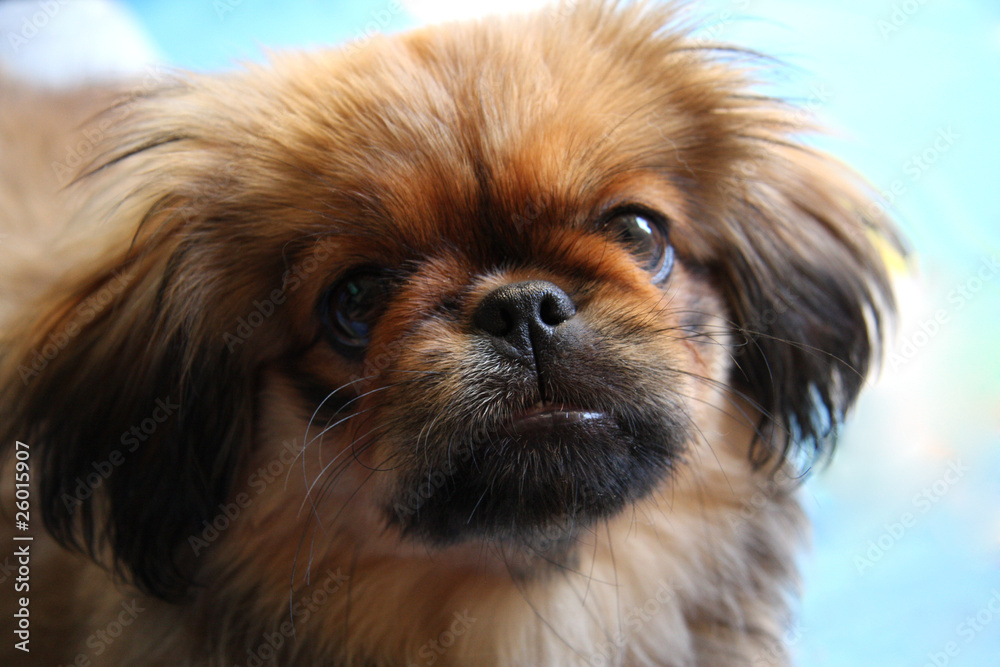 Efternavn Ansættelse dejligt at møde dig Pekinese Hund Stock Photo | Adobe Stock