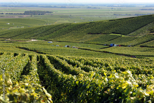 Vendanges en Champagne