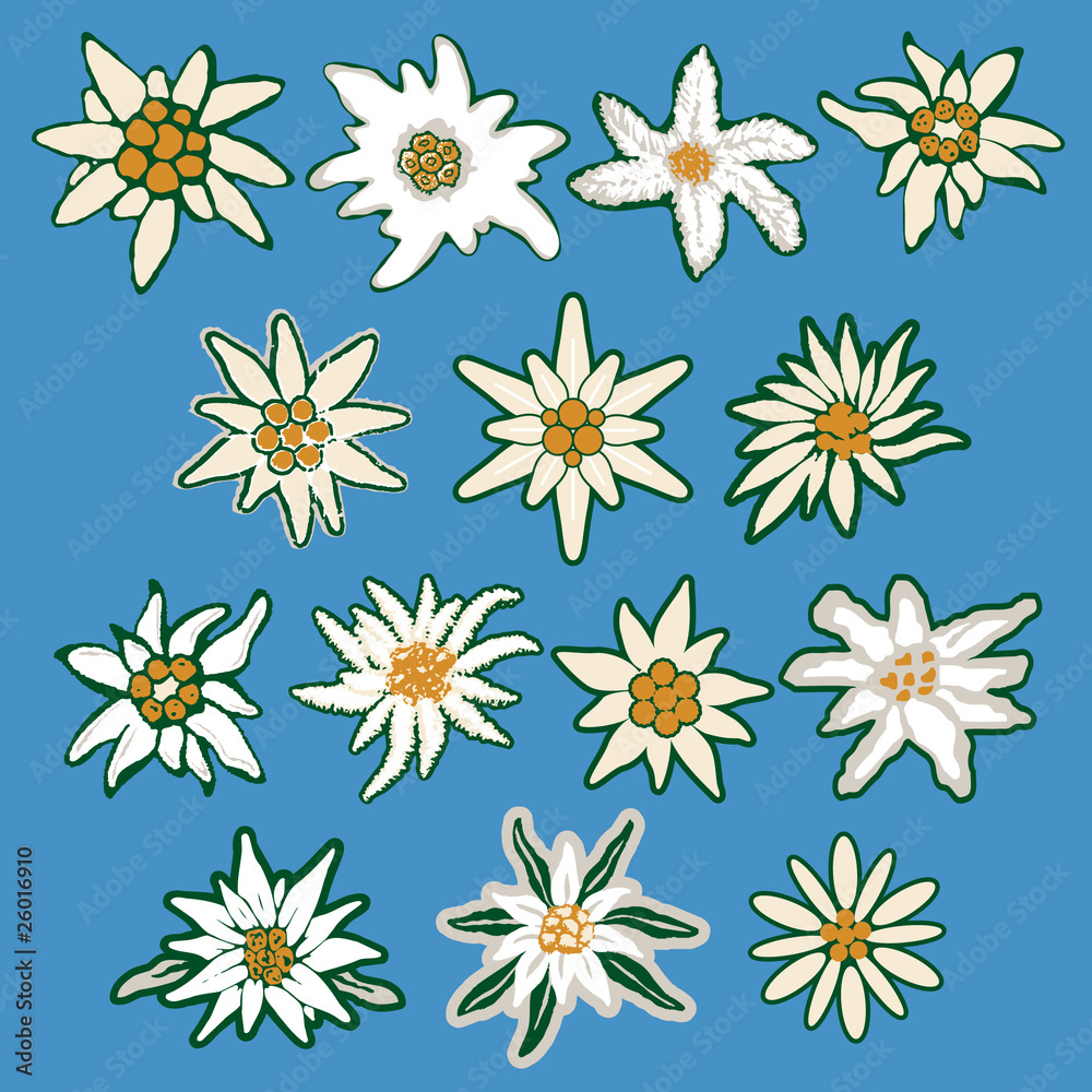 Edelweiss vector set Edelweiss vector set