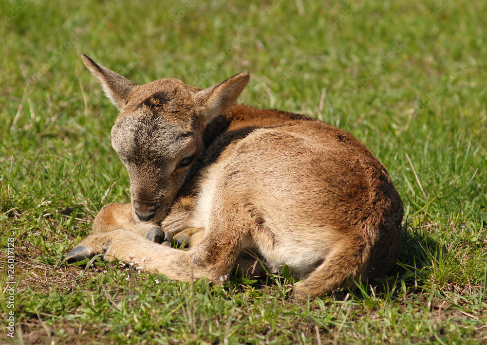 Resting baby moufflon, warm spring weather Resting baby moufflon, warm spring weather