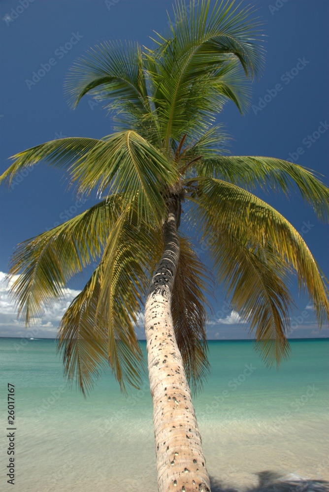 Sur un palmier de Martinique