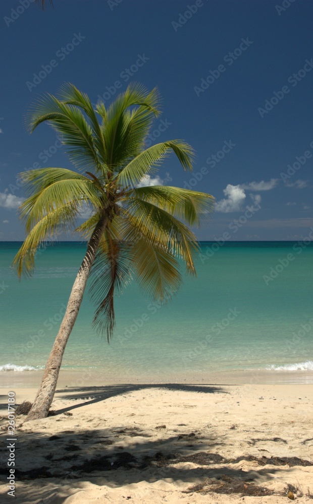 Palmier sur une plage touristique de Martinique