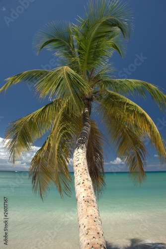Fototapeta Naklejka Na Ścianę i Meble -  Sur un palmier de Martinique