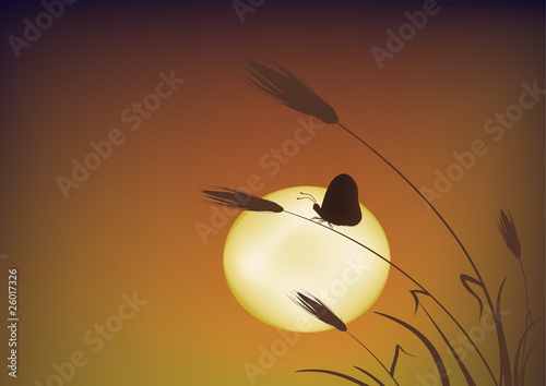 Butterfly sitting on the ear of wheat at sunset