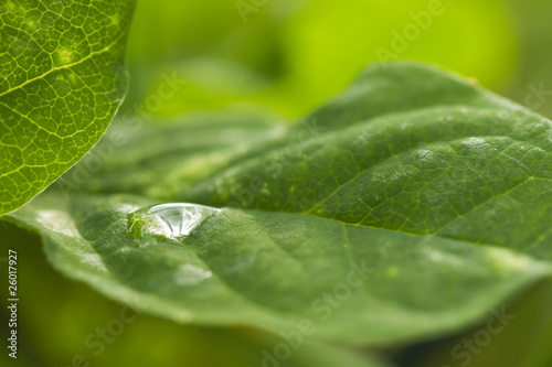 Dew drop on leaf