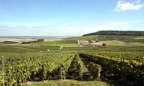 Vignoble de Champagne