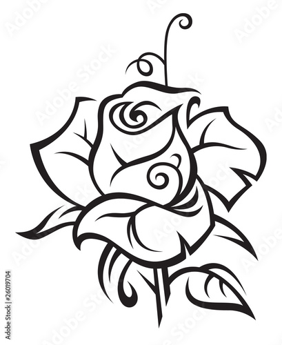 black rose on white background #26019704