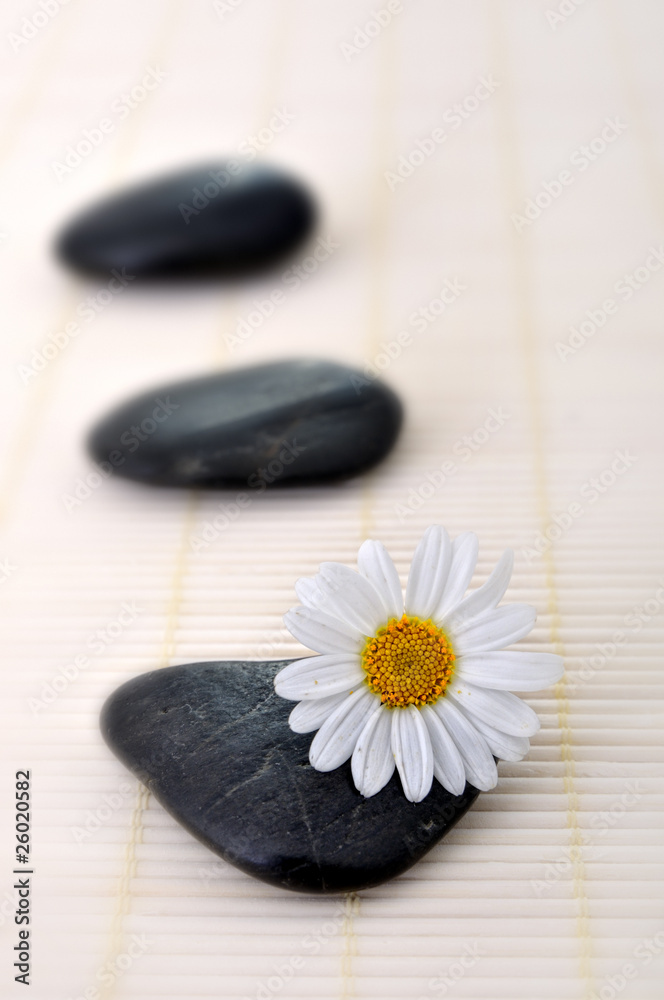 Stein und Blume