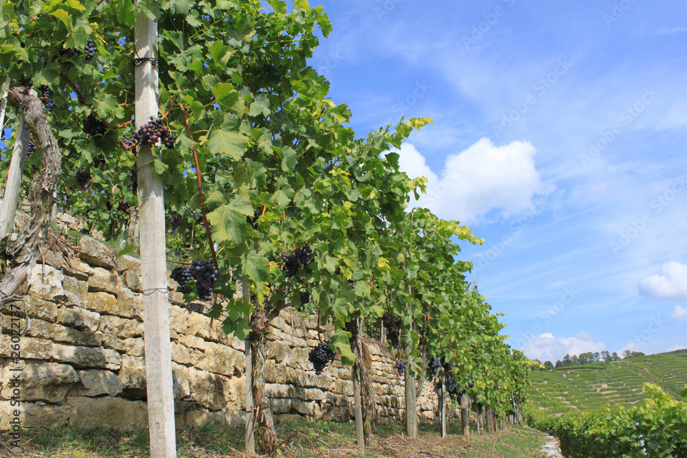 Naklejka premium Weinreben