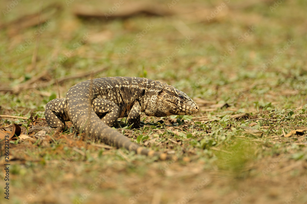 Fototapeta premium Bänderteju