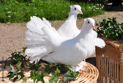 Hochzeitstauben