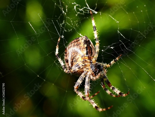 Spider on his cobweb