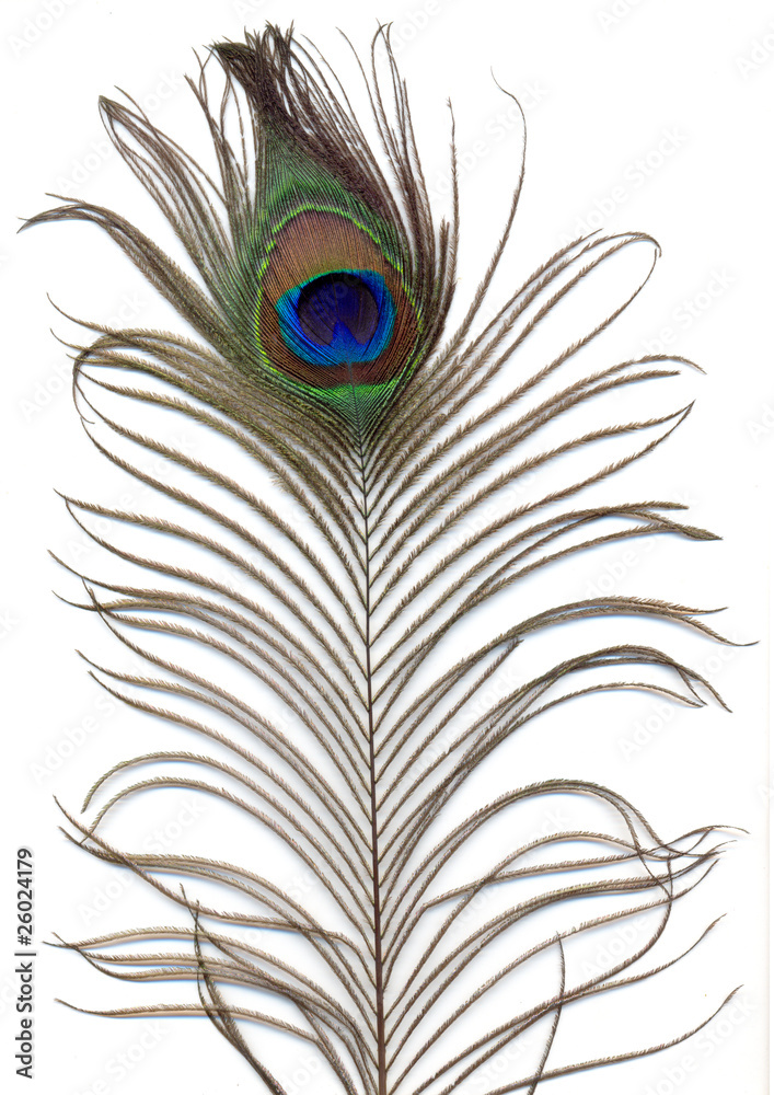 Obraz premium peacock feather