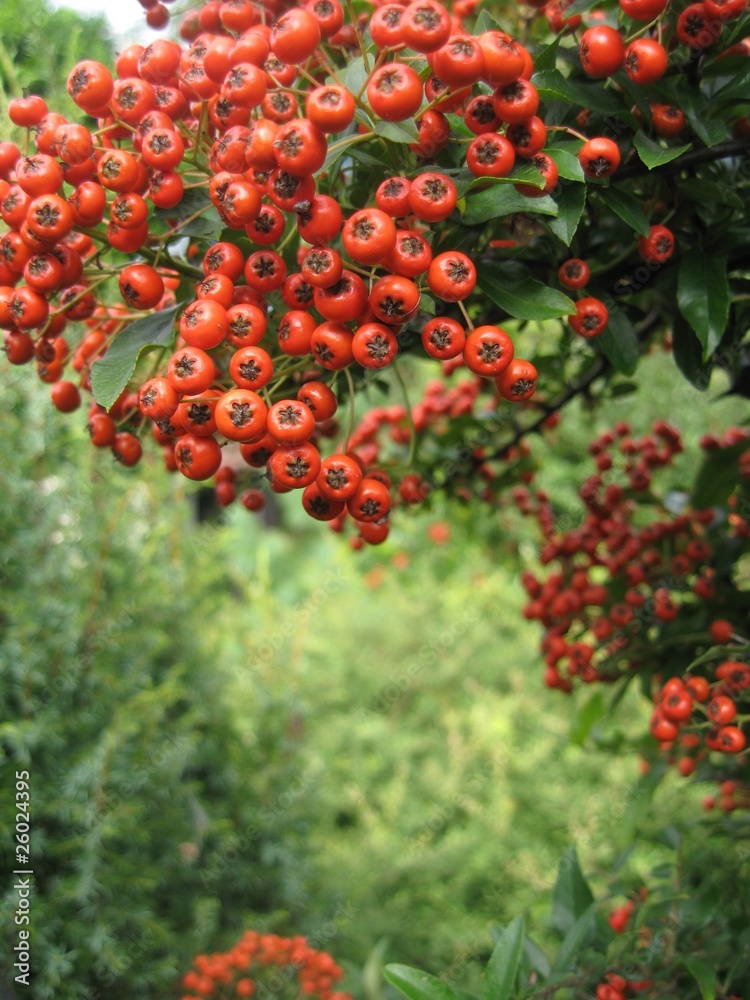 Obraz premium Autumn branch of red fruits