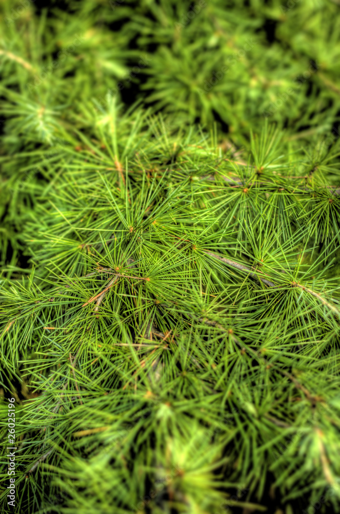 Pine leaves Pine leaves