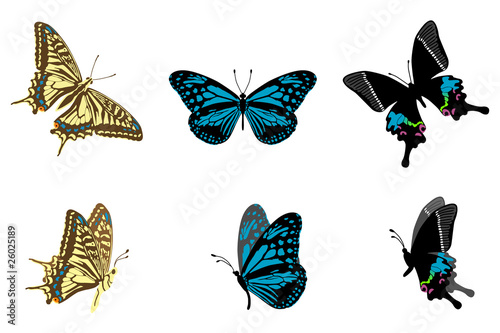butterfly