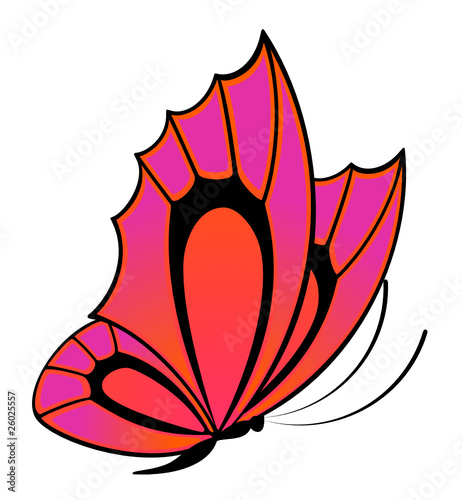 beautiful butterfly for a design