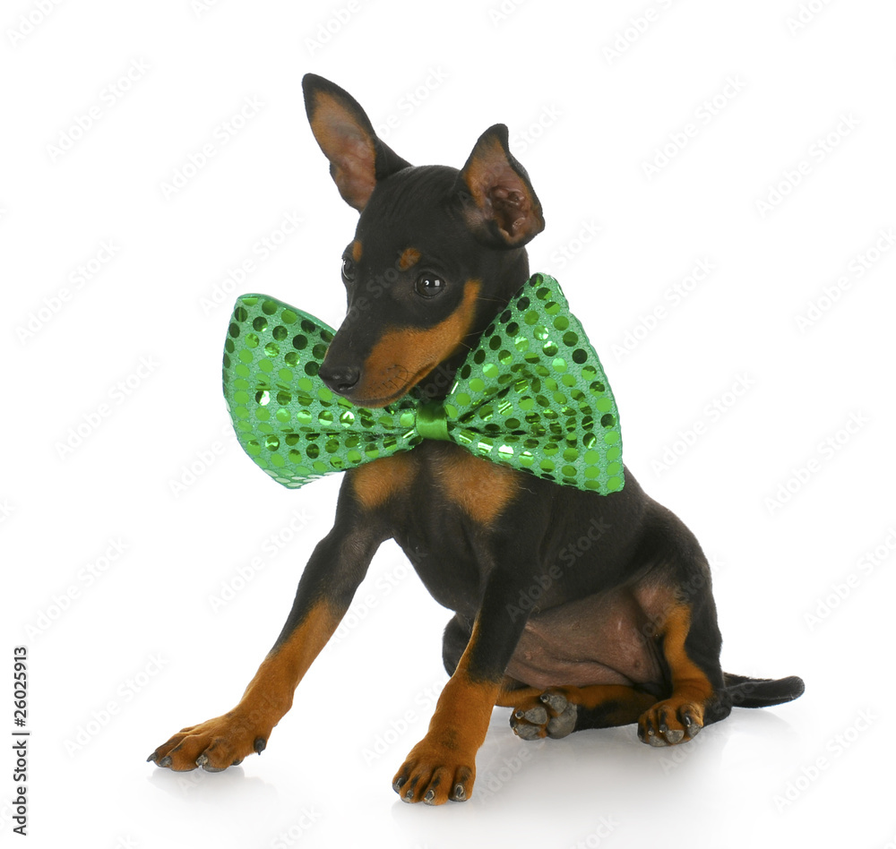 puppy wearing large bowtie puppy wearing large bowtie