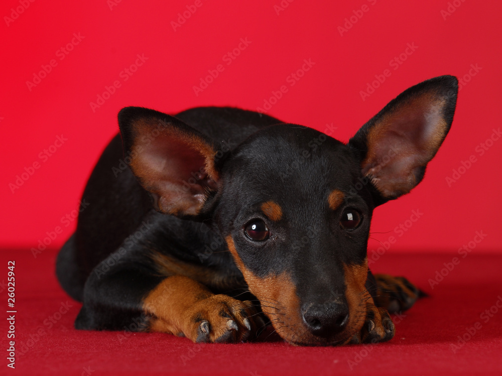 manchester terrier resting