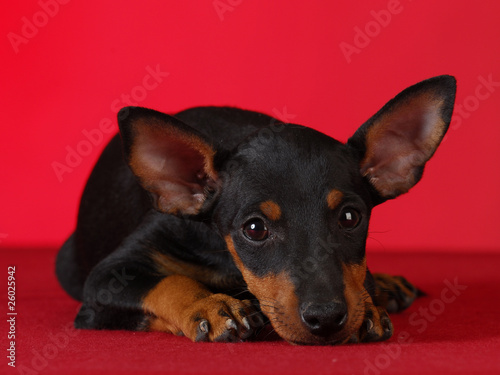 Slika na platnu manchester terrier resting